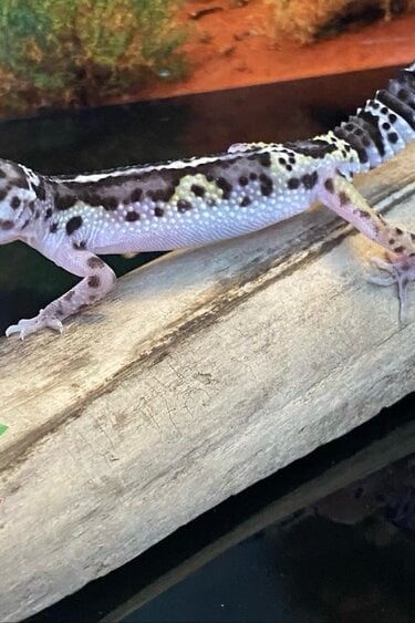 Magazoo Macksnow bold jungle female Leopard gecko 06/16/24