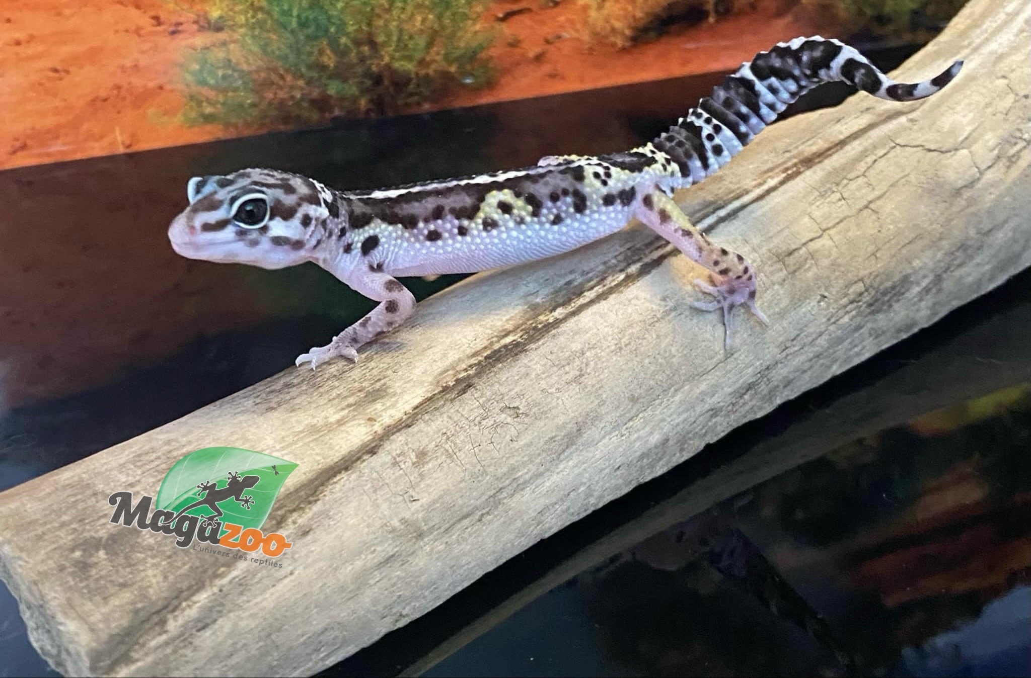 Magazoo Gecko léopard Macksnow bold jungle 16/6/24 femelle