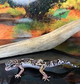 Magazoo Gecko léopard Macksnow bold jungle 16/6/24 femelle