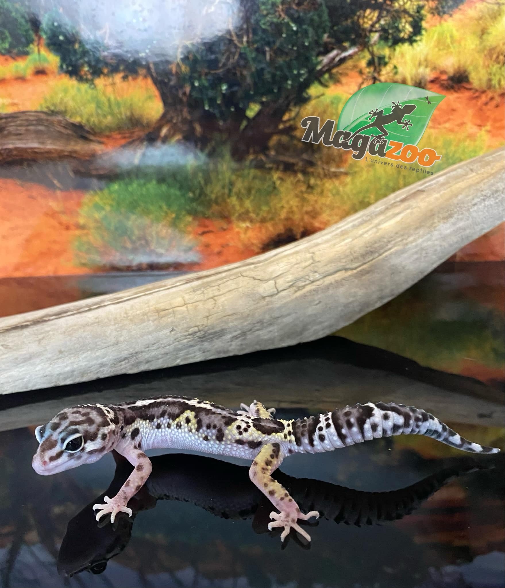 Magazoo Gecko léopard Macksnow bold jungle 16/6/24 femelle