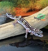 Magazoo Gecko léopard Macksnow bold jungle 16/6/24 femelle