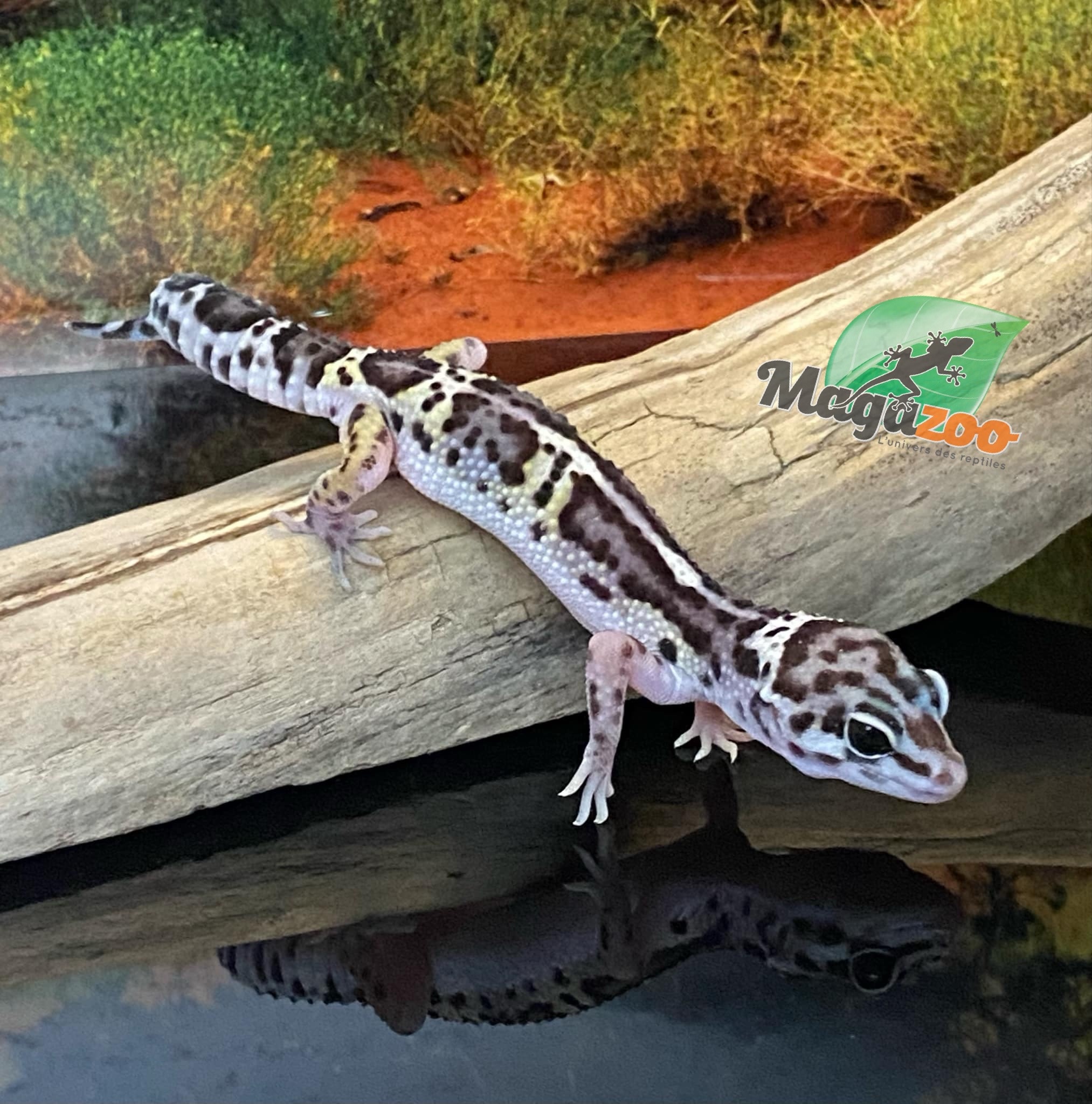 Magazoo Gecko léopard Macksnow bold jungle 16/6/24 femelle