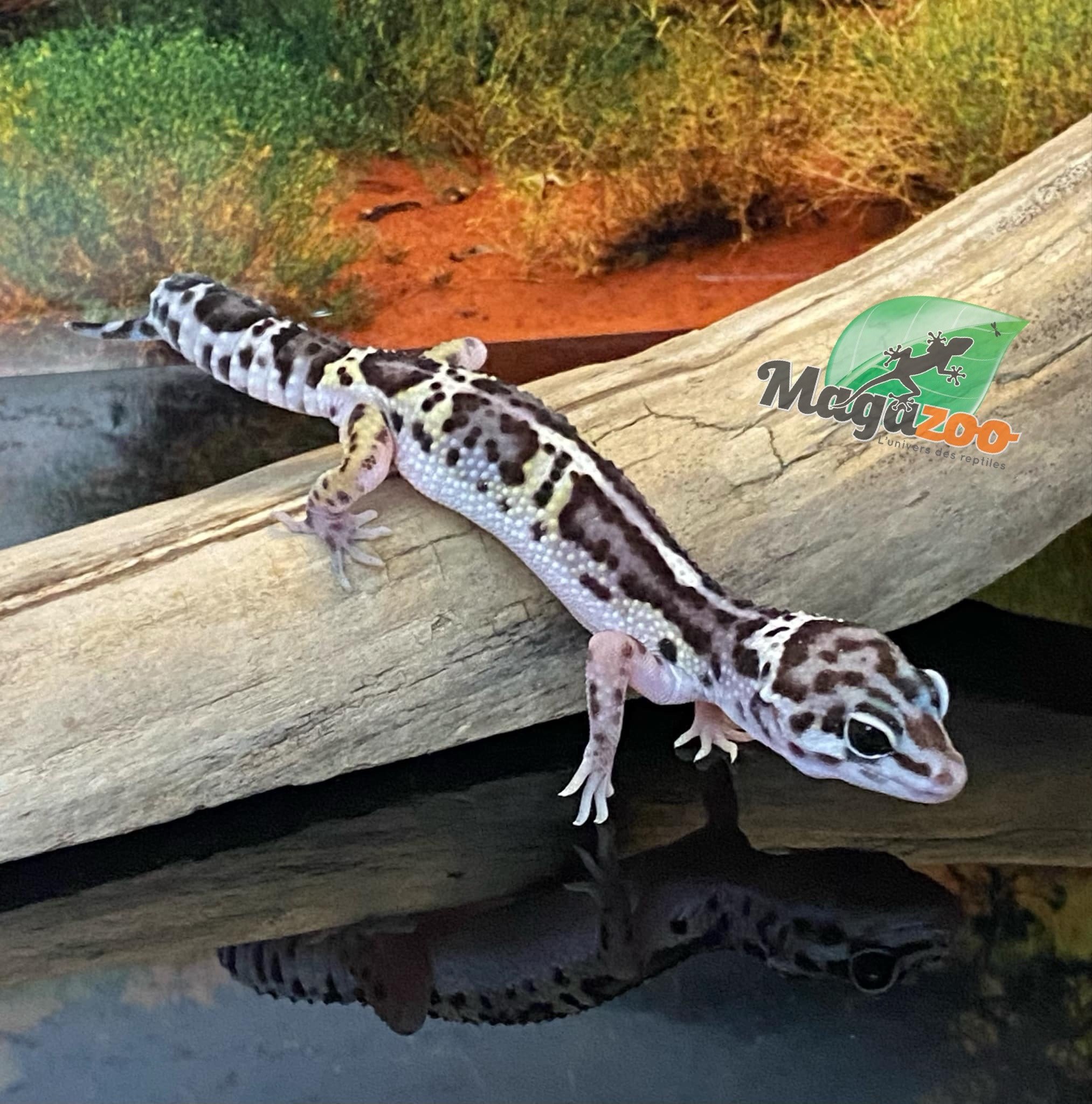 Magazoo Macksnow bold jungle female Leopard gecko 06/16/24