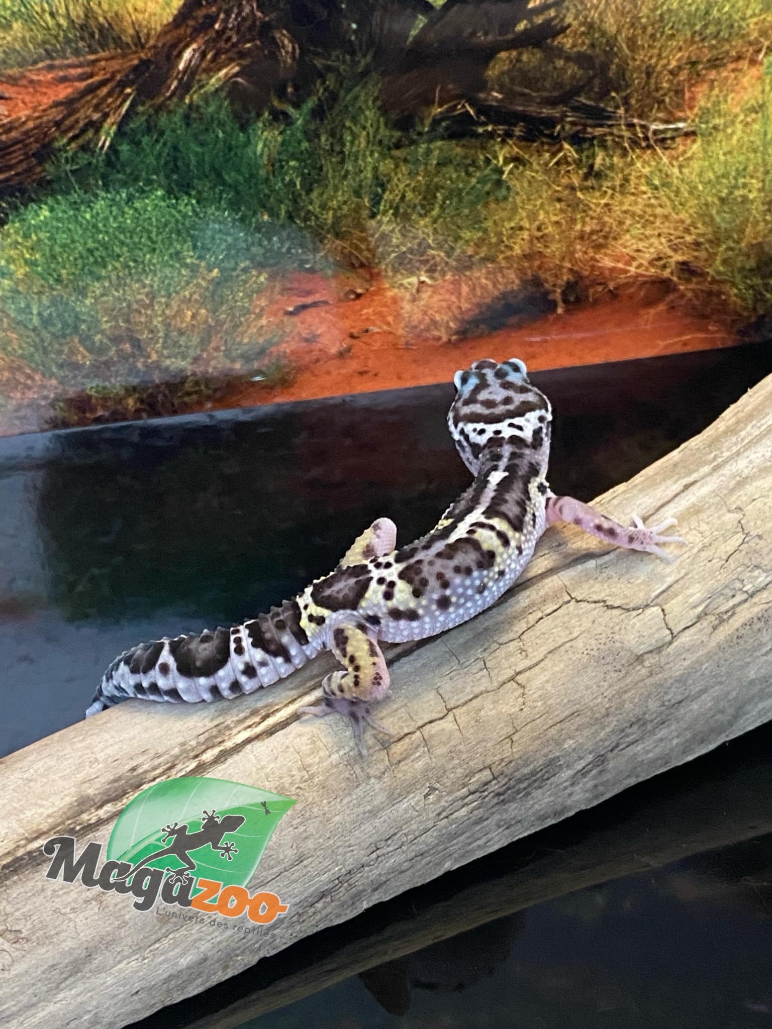 Magazoo Macksnow bold jungle female Leopard gecko 06/16/24