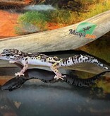 Magazoo Macksnow bold jungle female Leopard gecko 06/16/24