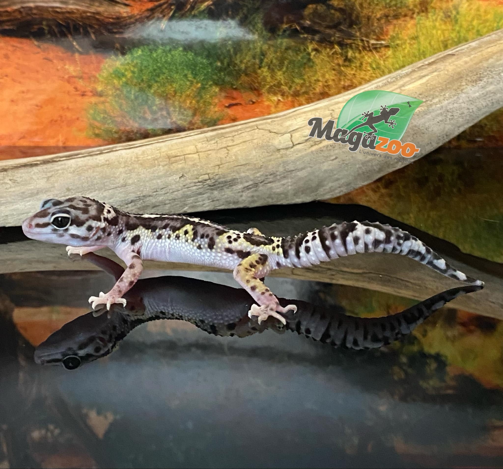 Magazoo Gecko léopard Macksnow bold jungle 16/6/24 femelle