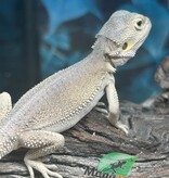 Magazoo Witblits Hypo Baby Bearded Dragon