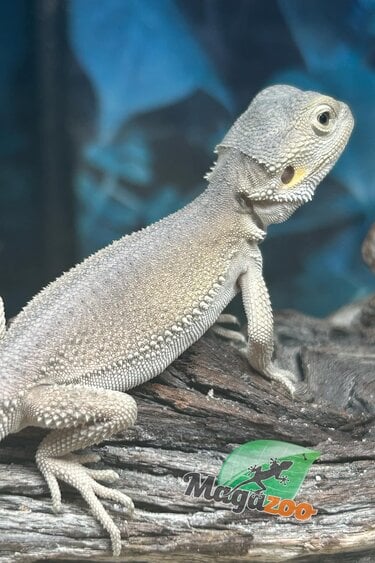 Magazoo Witblits Hypo Baby Bearded Dragon