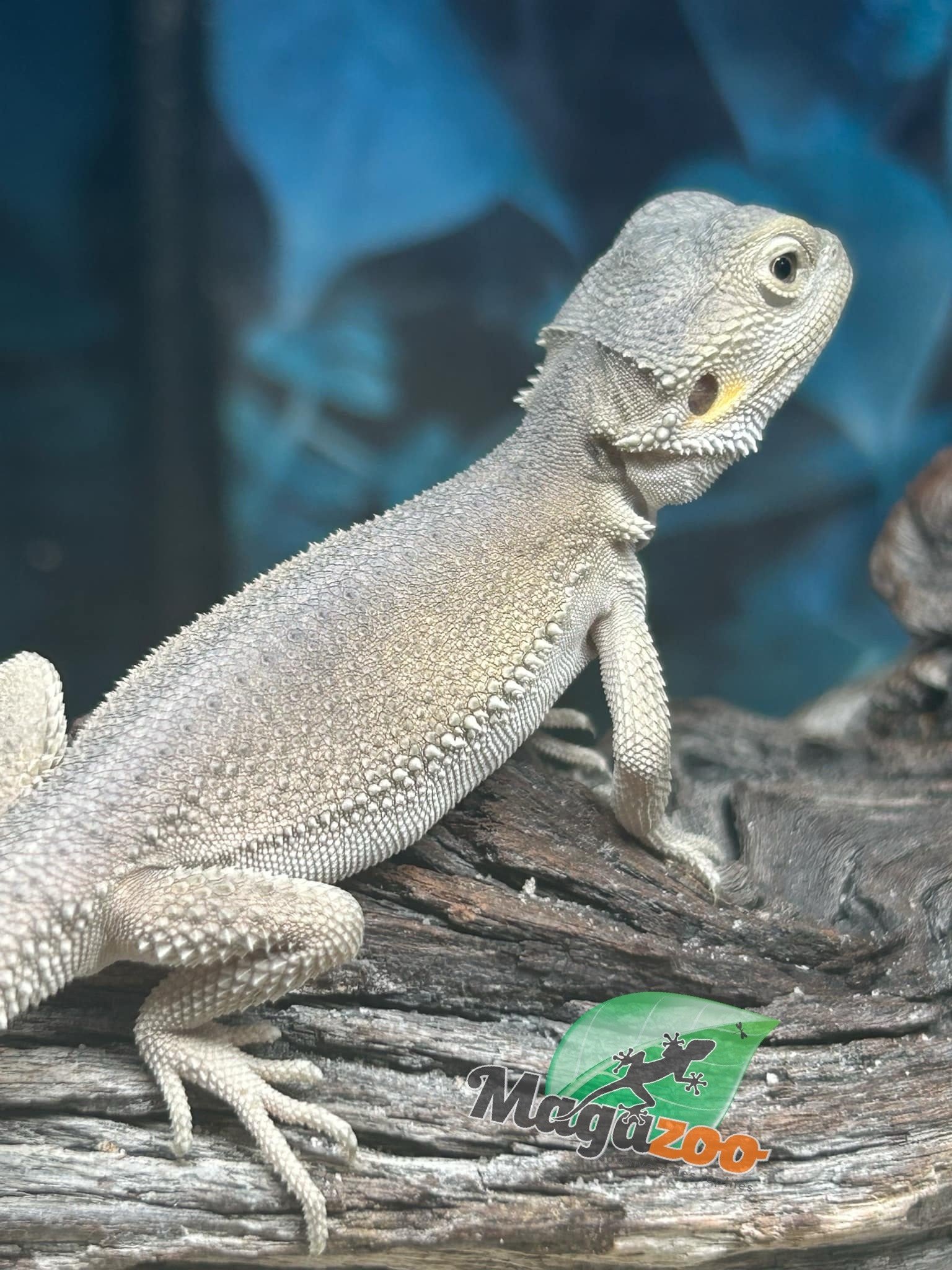 Magazoo Witblits Hypo Baby Bearded Dragon