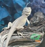 Magazoo Witblits Hypo Baby Bearded Dragon