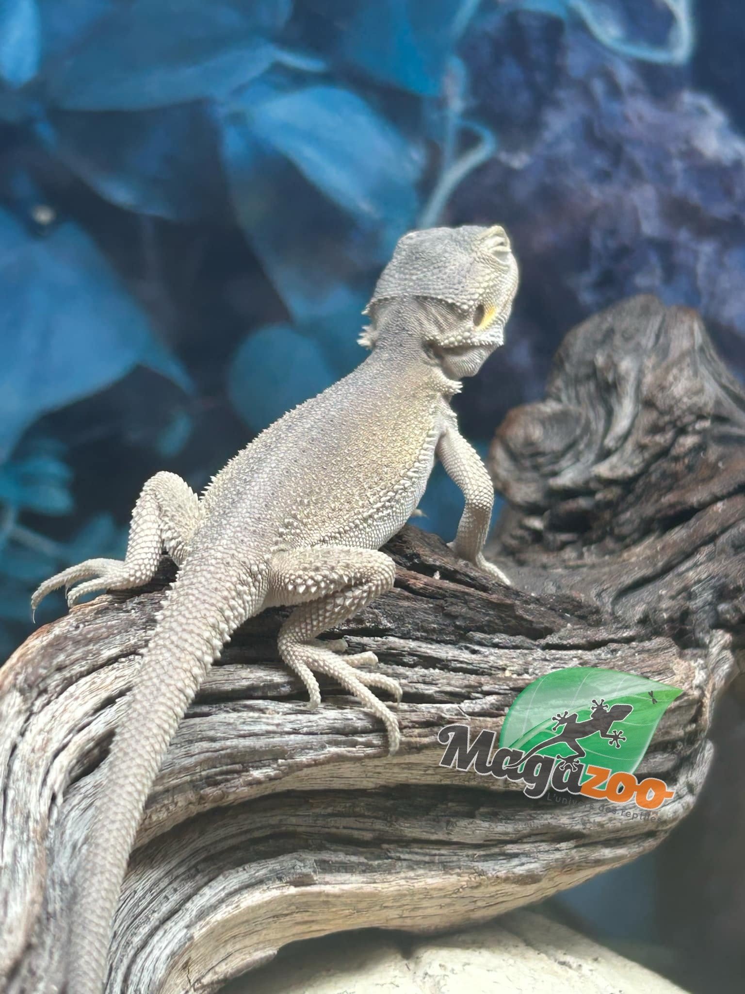 Magazoo Witblits Hypo Baby Bearded Dragon