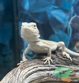 Magazoo Witblits Hypo Baby Bearded Dragon