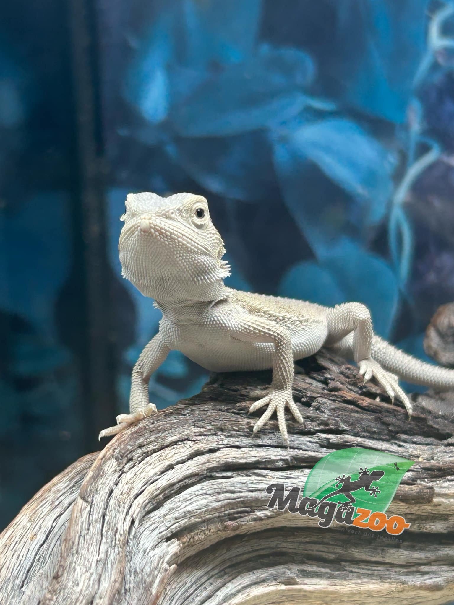 Magazoo Witblits Hypo Baby Bearded Dragon