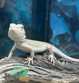 Magazoo Witblits Hypo Baby Bearded Dragon