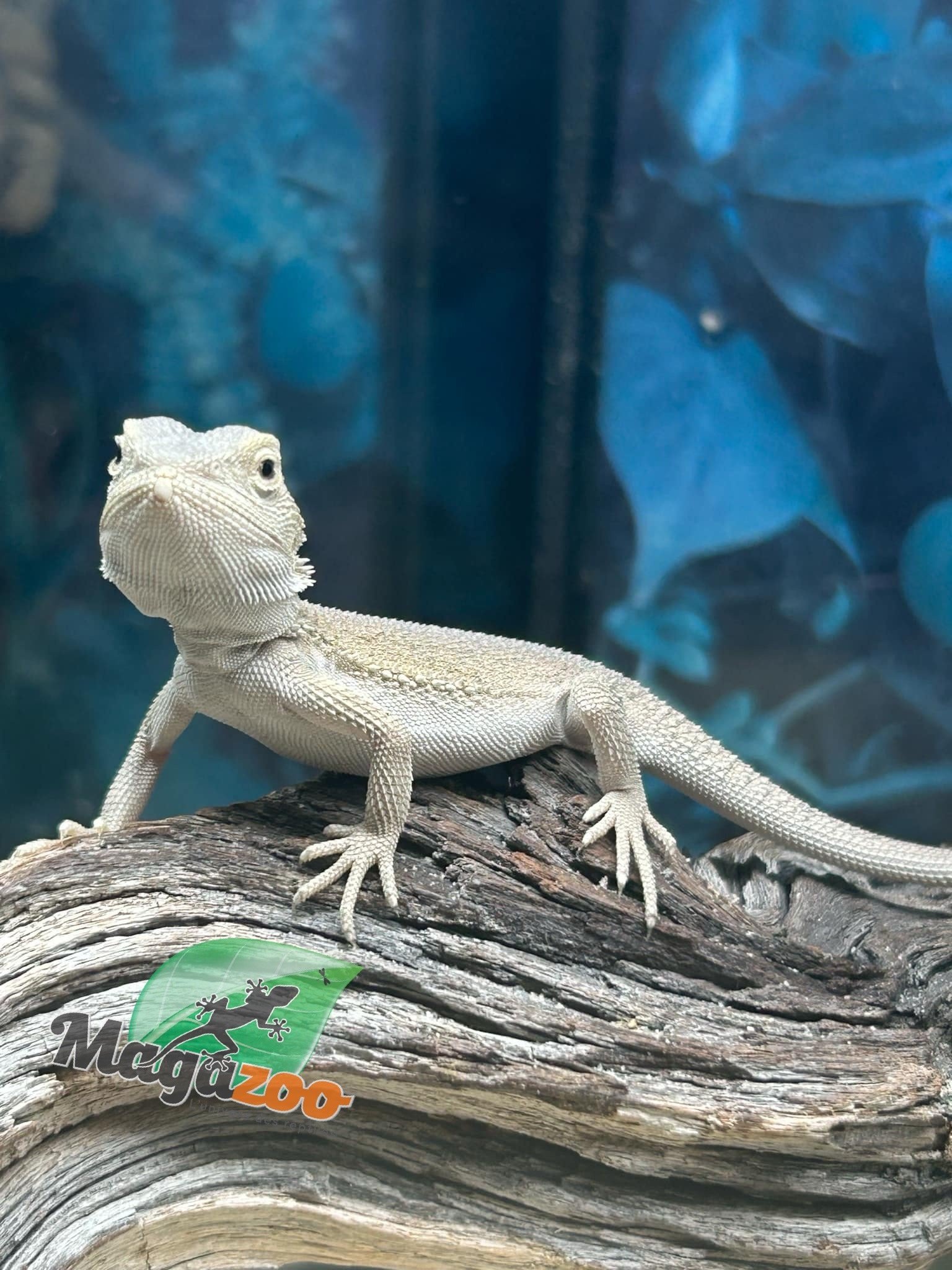 Magazoo Witblits Hypo Baby Bearded Dragon