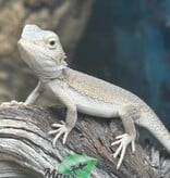 Magazoo Witblits Hypo Baby Bearded Dragon