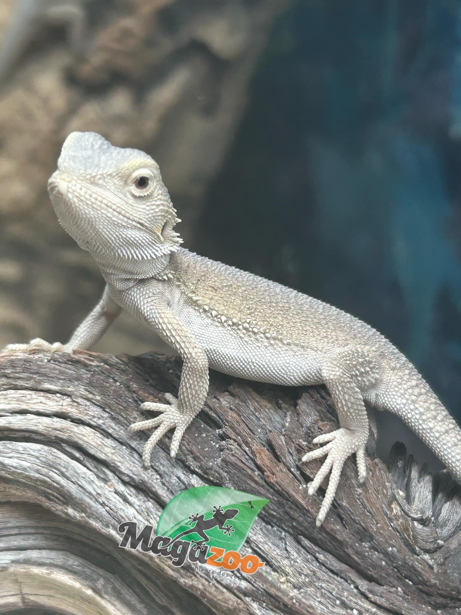 Magazoo Witblits Hypo Baby Bearded Dragon