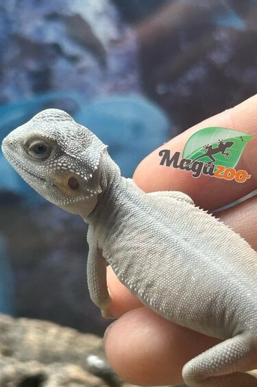 Magazoo Witblits Hypo Leatherback Baby Bearded Dragon #3