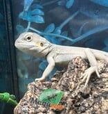 Magazoo Witblits Hypo Leatherback Baby Bearded Dragon #3