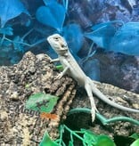 Magazoo Witblits Hypo Leatherback Baby Bearded Dragon #3