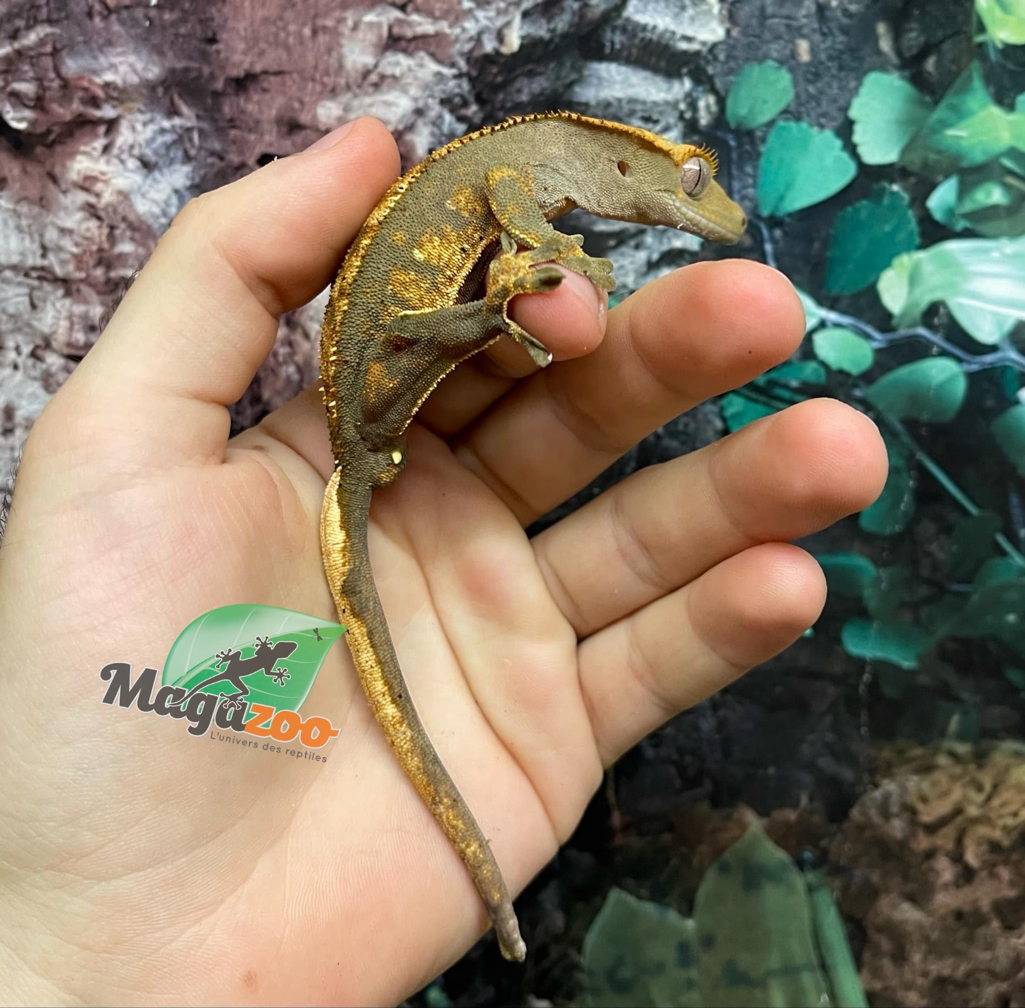 Magazoo Harlequin Flame Dalmatian Juvenile Male  Crested Gecko