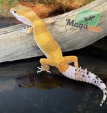 Magazoo Gecko Léopard super hypo tangerine 6/6/24 femelle