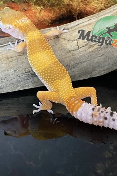 Magazoo Super hypo tangerine female Leopard Gecko 6/6/24