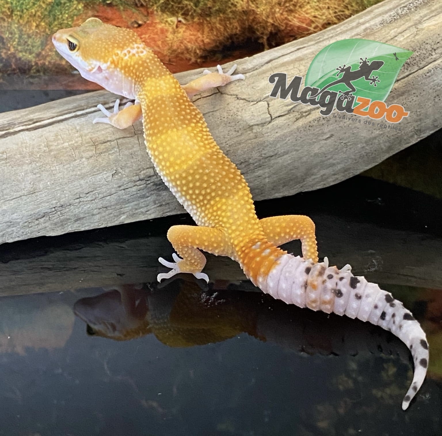 Magazoo Gecko Léopard super hypo tangerine 6/6/24 femelle