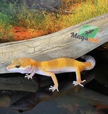 Magazoo Gecko Léopard super hypo tangerine 6/6/24 femelle