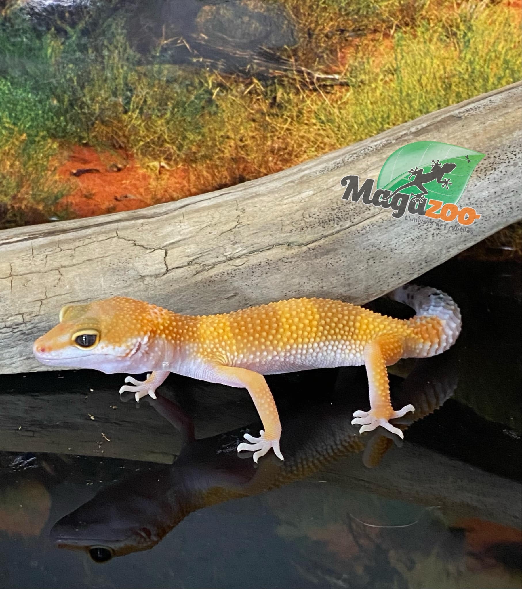 Magazoo Gecko Léopard super hypo tangerine 6/6/24 femelle