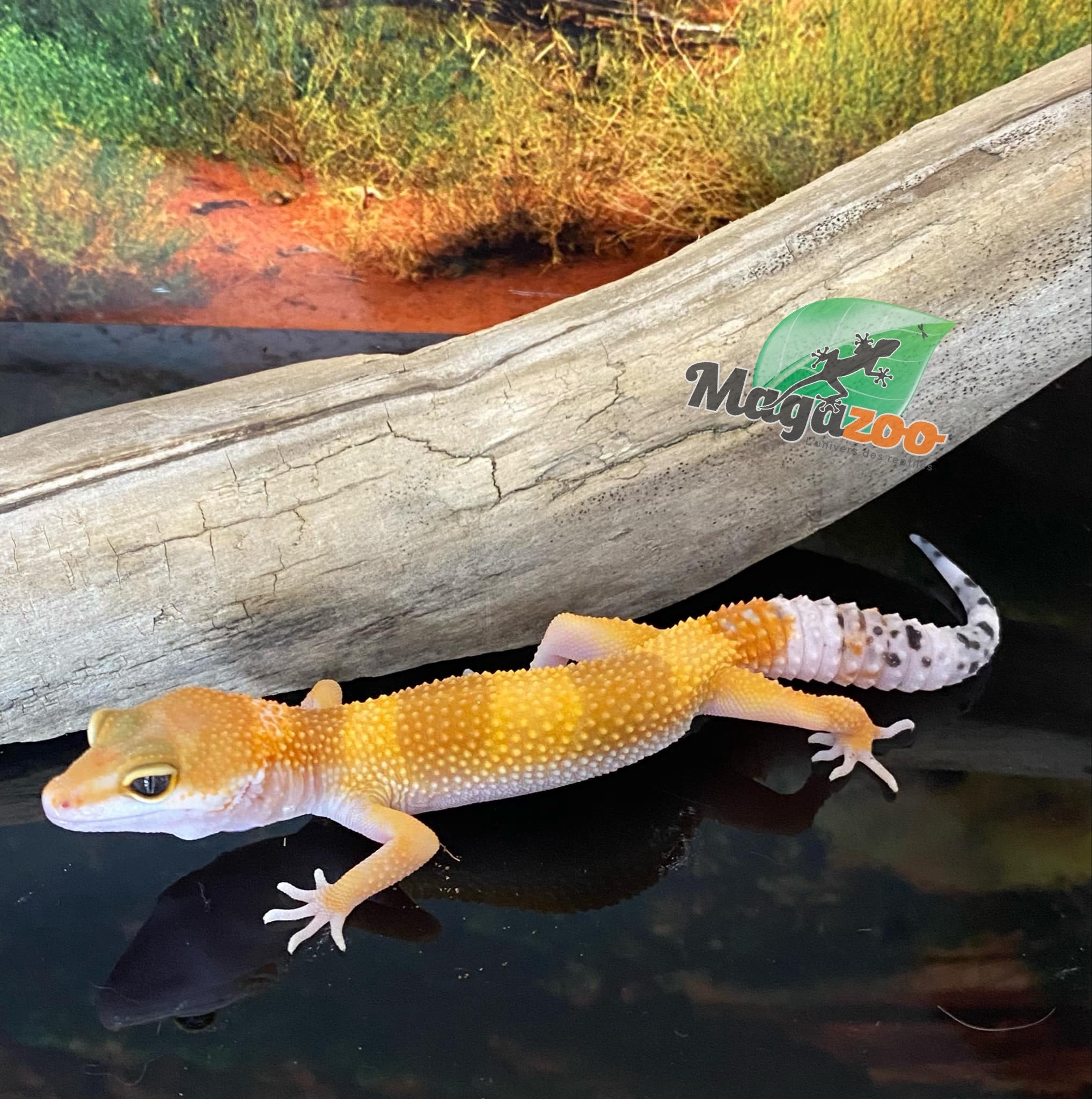 Magazoo Gecko Léopard super hypo tangerine 6/6/24 femelle