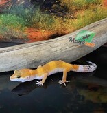 Magazoo Gecko Léopard super hypo tangerine 6/6/24 femelle