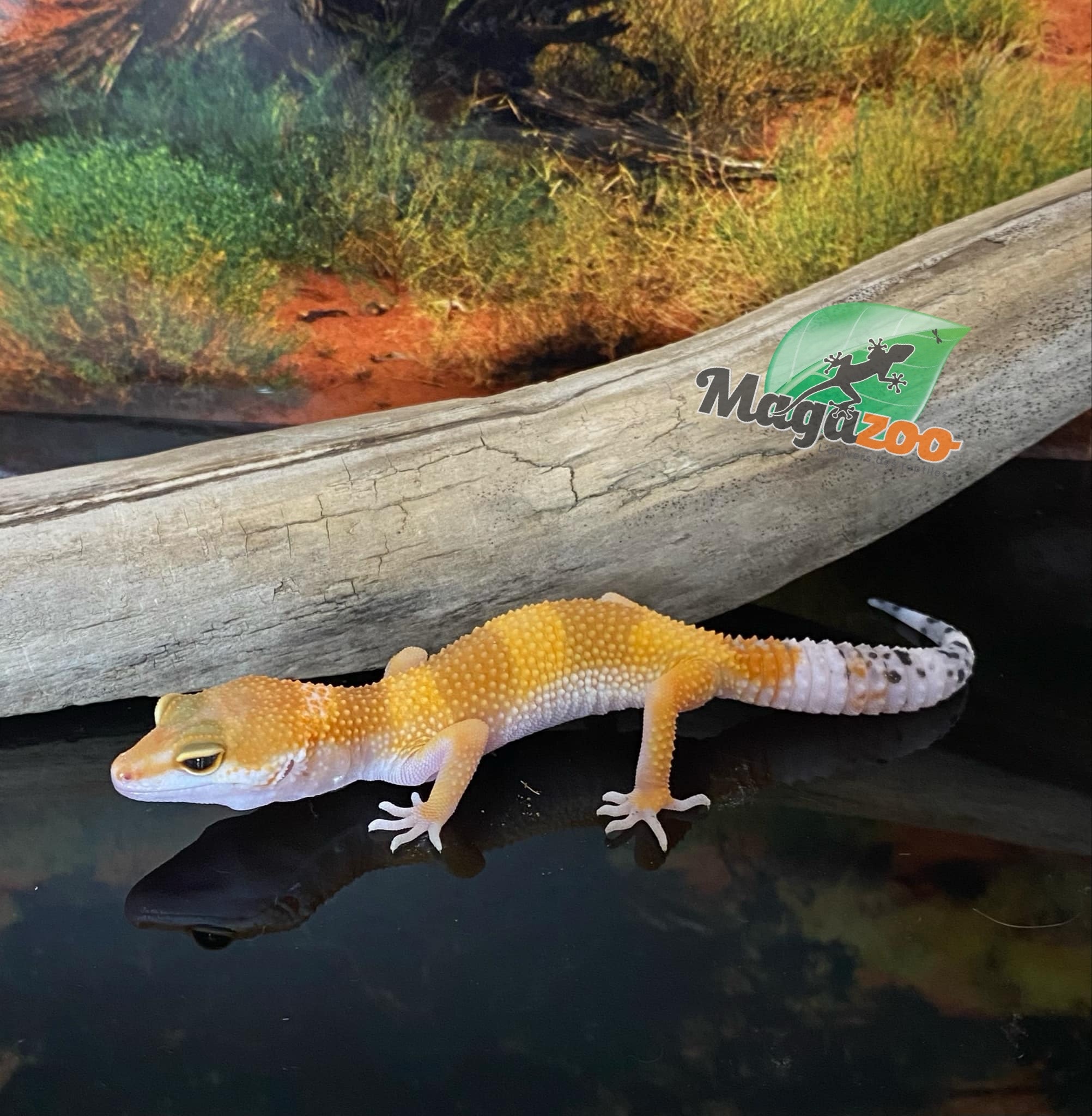 Magazoo Gecko Léopard super hypo tangerine 6/6/24 femelle