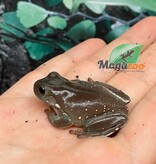 Magazoo Snowflake White's tree frog