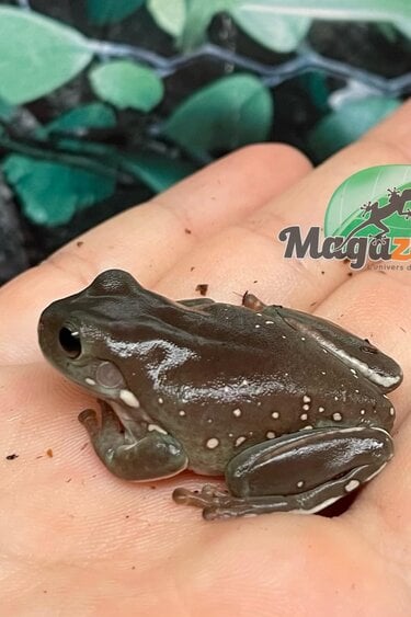 Magazoo Snowflake White's tree frog