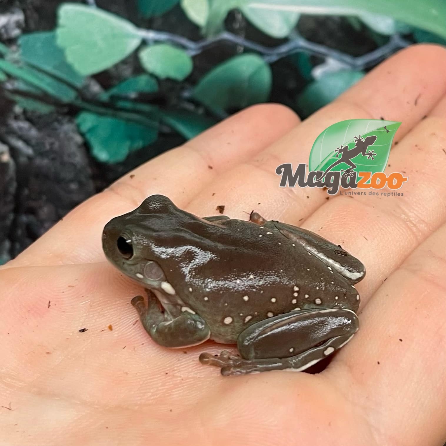 Magazoo Snowflake White's tree frog