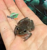 Magazoo Snowflake White's tree frog