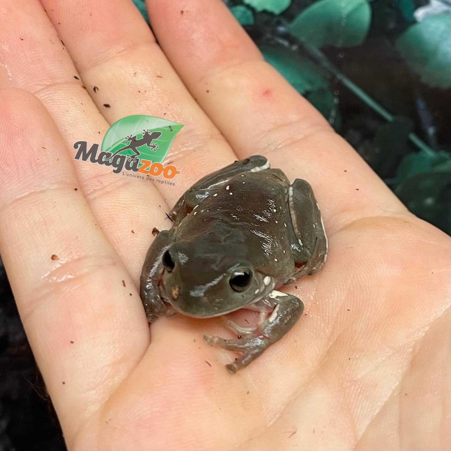 Magazoo Snowflake White's tree frog