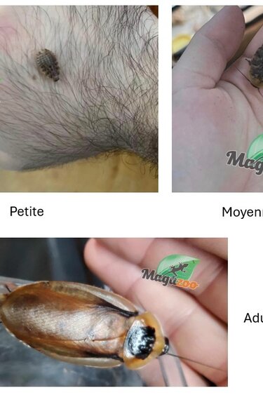 Magazoo Blattes discoïdes vivantes - Unité