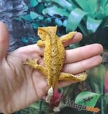 Magazoo  Brindle Dalmatian Male Crested Gecko