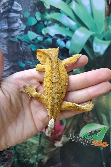 Magazoo Brindle Dalmatian Male Crested Gecko