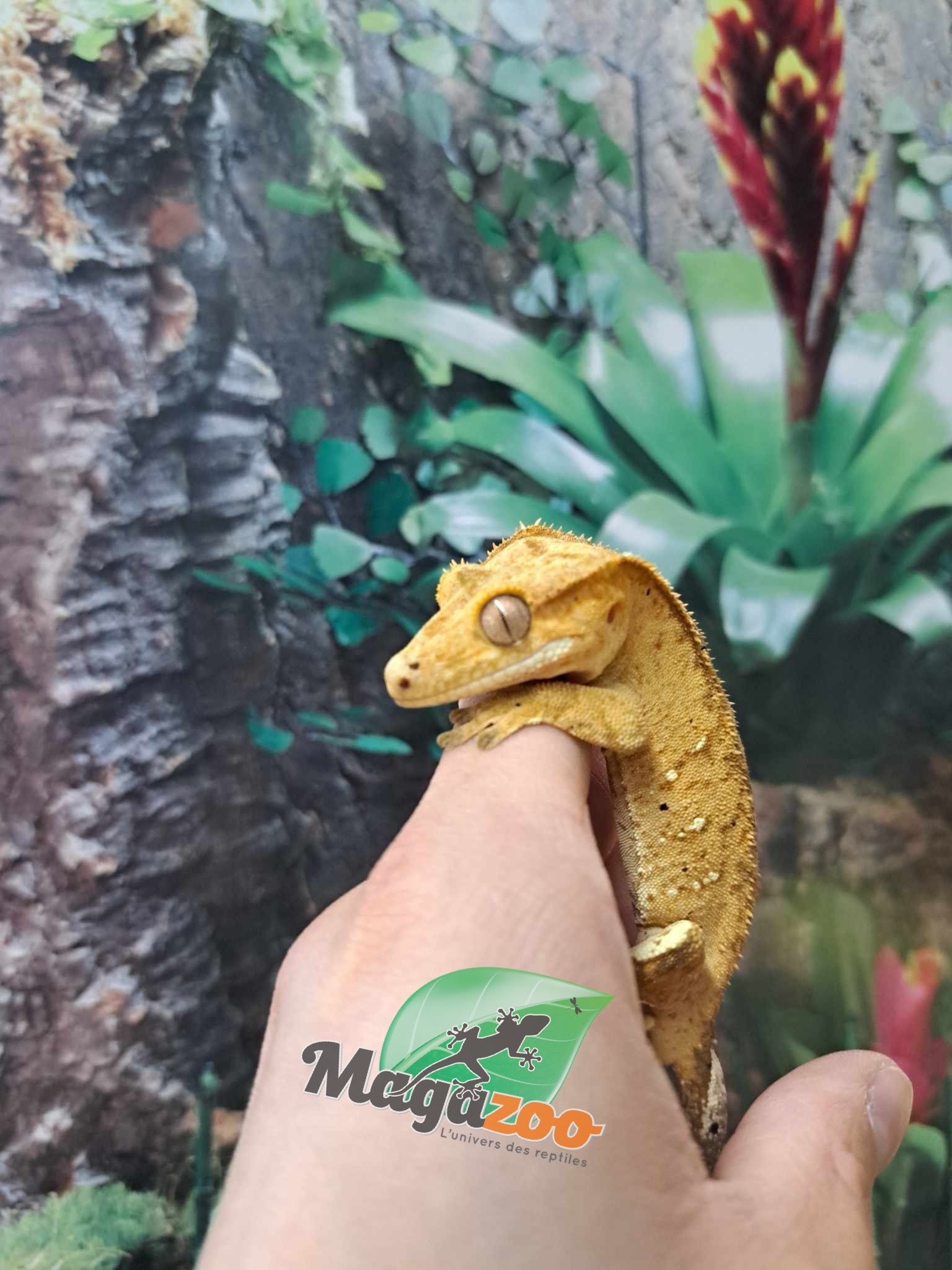 Magazoo  Brindle Dalmatian Male Crested Gecko