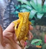 Magazoo  Brindle Dalmatian Male Crested Gecko