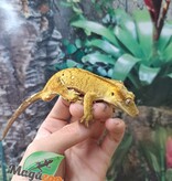 Magazoo  Brindle Dalmatian Male Crested Gecko