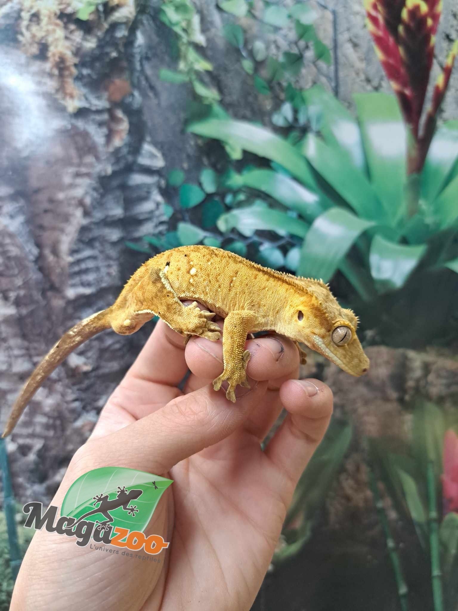 Magazoo  Brindle Dalmatian Male Crested Gecko