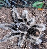 Magazoo Curly hair tarantula 4''/Tliltocatl albopilosus