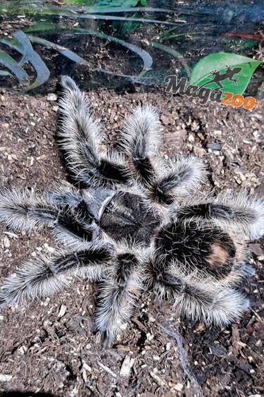 Magazoo Curly hair tarantula 4''/Tliltocatl albopilosus