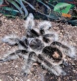 Magazoo Curly hair tarantula 4''/Tliltocatl albopilosus