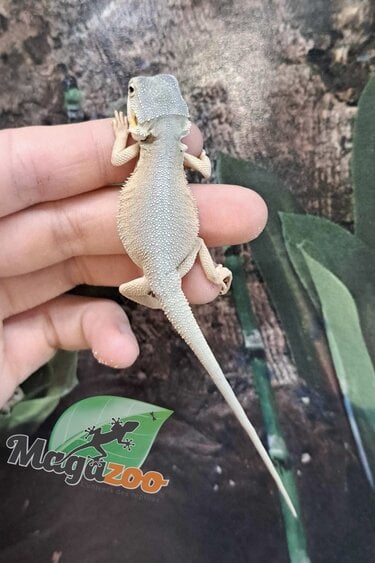 Magazoo Witblits Hypo Leatherback Baby Bearded Dragon #1