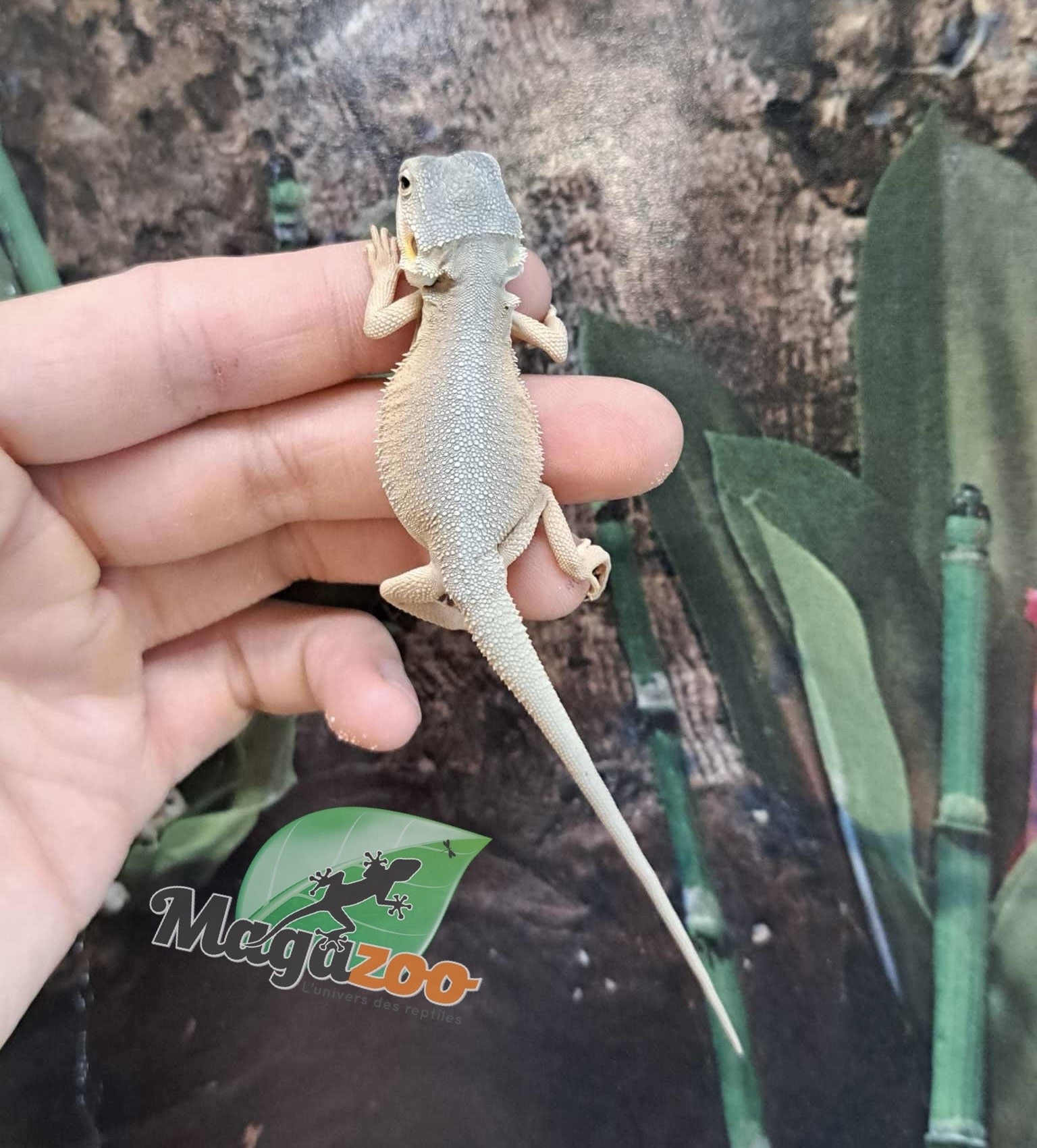 Magazoo Witblits Hypo Leatherback Baby Bearded Dragon #1